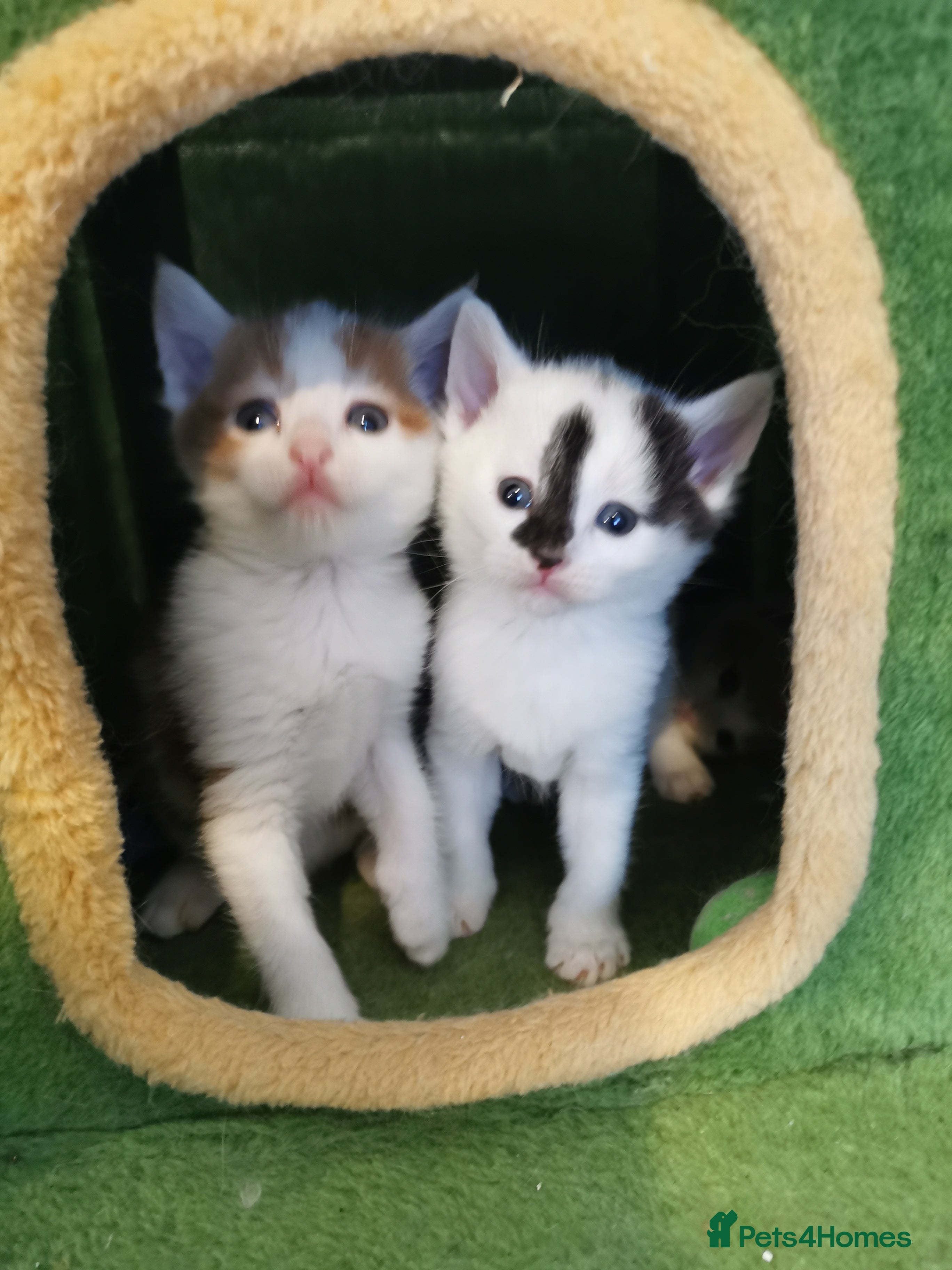 Mixed Breed cats Maine coon cross kittens for sale - Advert 5