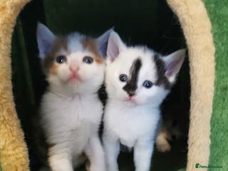 Mixed Breed cats Maine coon cross kittens for sale - Advert 5