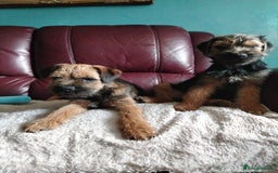 Border Terrier dogs for sale: Border Terrier girls available  - Image 8