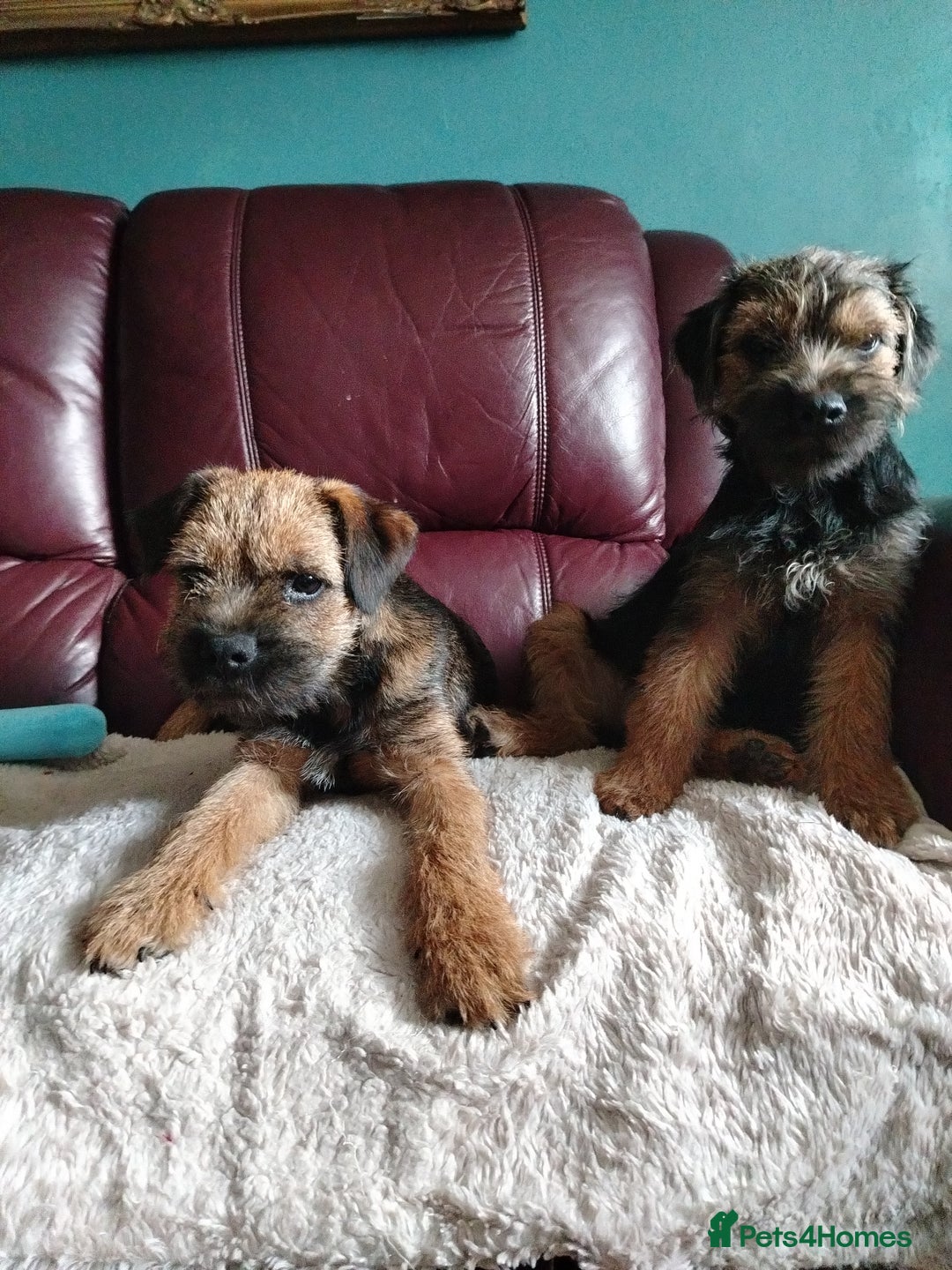 Border Terrier dogs for sale: Border Terrier girls available  - Image 8