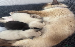 Ragdoll cats for sale: Beautiful Ragdoll kittens open to reasonable offer - Image 22