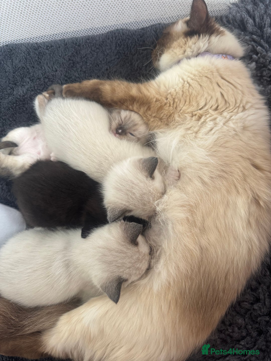 Ragdoll cats for sale: Beautiful Ragdoll kittens open to reasonable offer - Image 22
