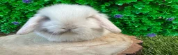 Mini Lop rabbits for sale: Stunning purebred mini lop bucks ready to reserve - Advert 20