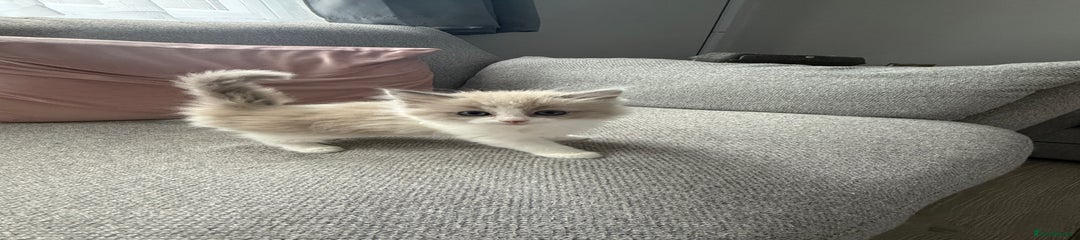 Ragdoll Kitten 2
