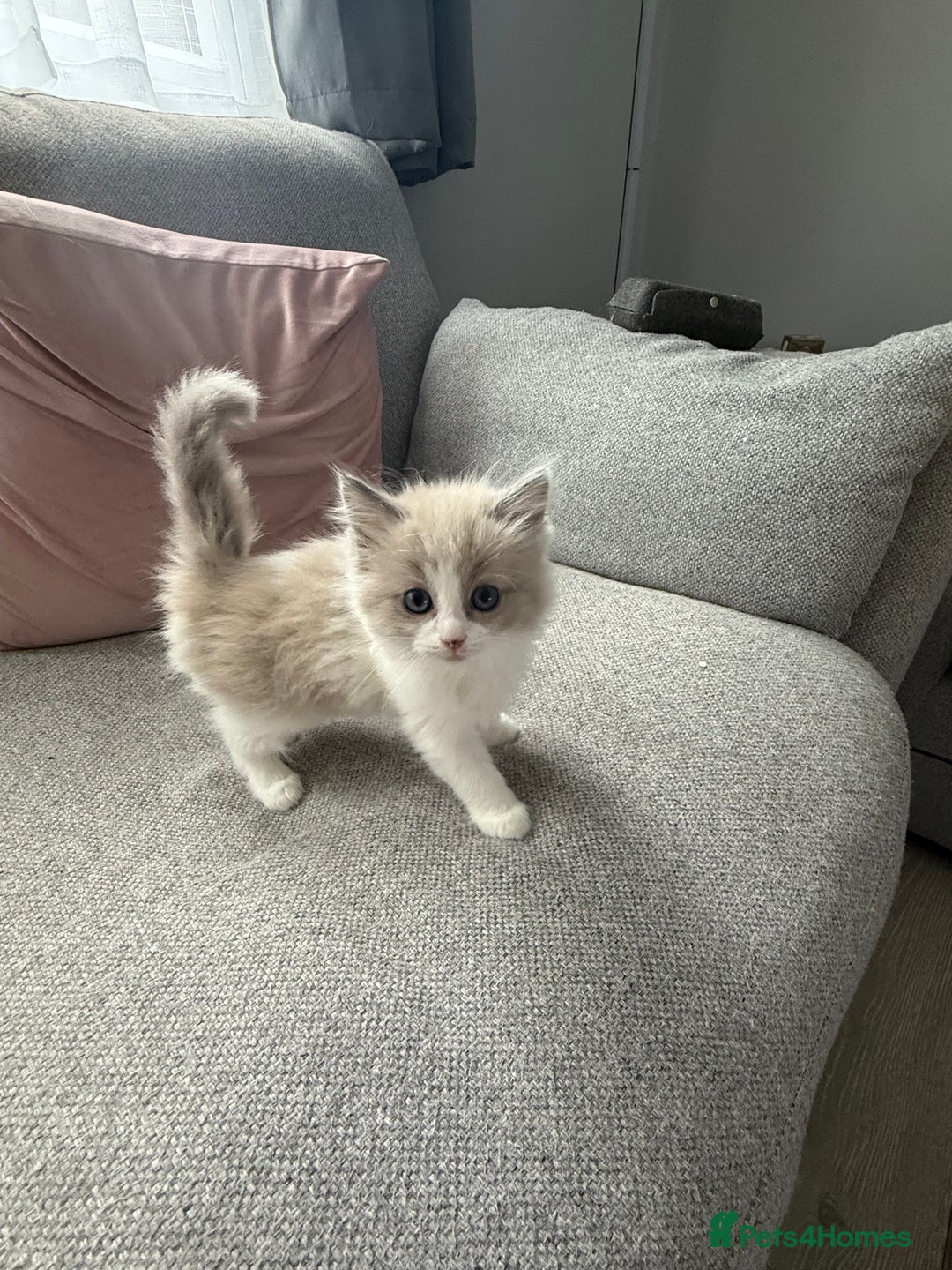 Ragdoll cats for sale: 2 ragdoll kittens - Image 3