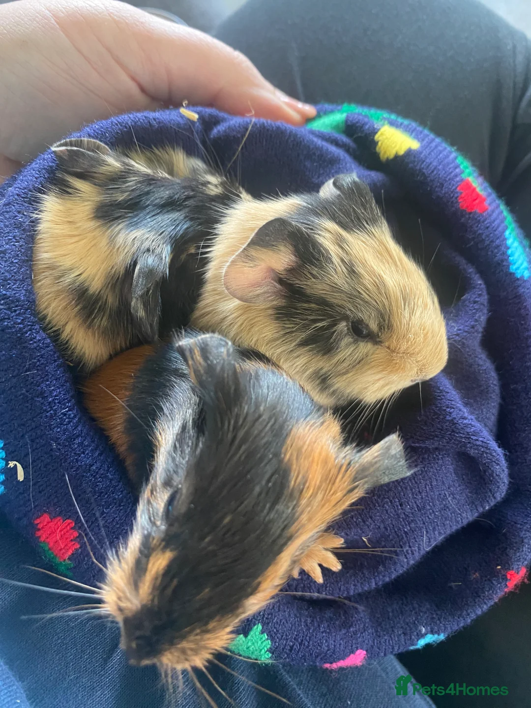 Guinea Pig rodents for sale: Baby guniea pigs to be reserved - Advert 3