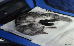 Maine Coon cats for sale: Last Pedigree Maine coon girl READY TO LEAVE  - Image 6