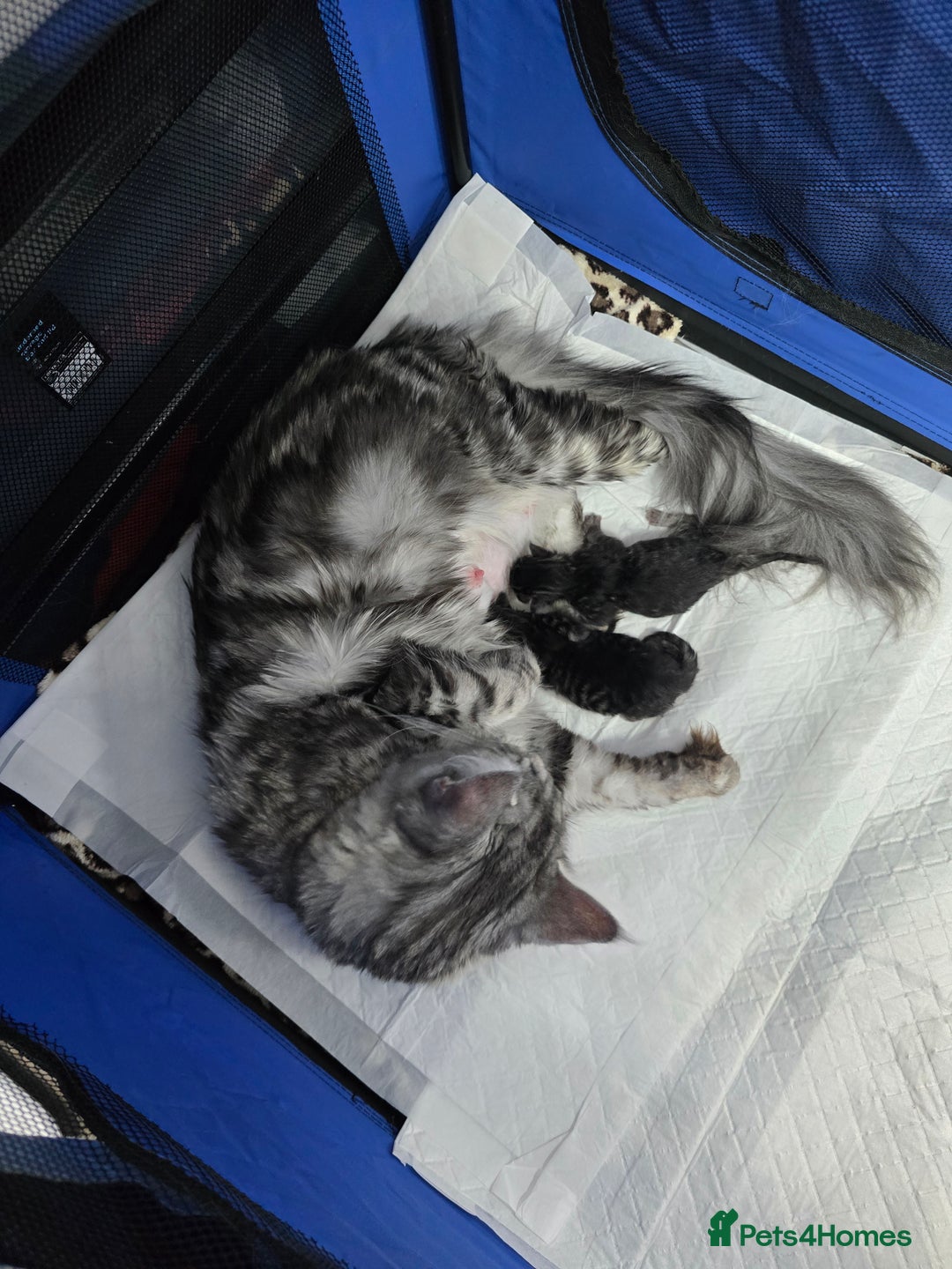 Maine Coon cats for sale: Last Pedigree Maine coon girl READY TO LEAVE  - Image 6