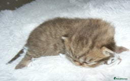 British Shorthair cats for sale: Pedegree British Blue + Tabby Shorthair Kittens - Image 7