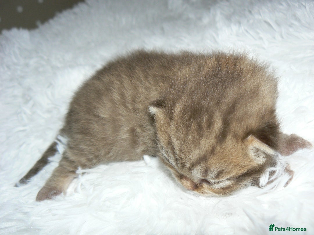 British Shorthair cats for sale: Pedegree British Blue + Tabby Shorthair Kittens - Image 7