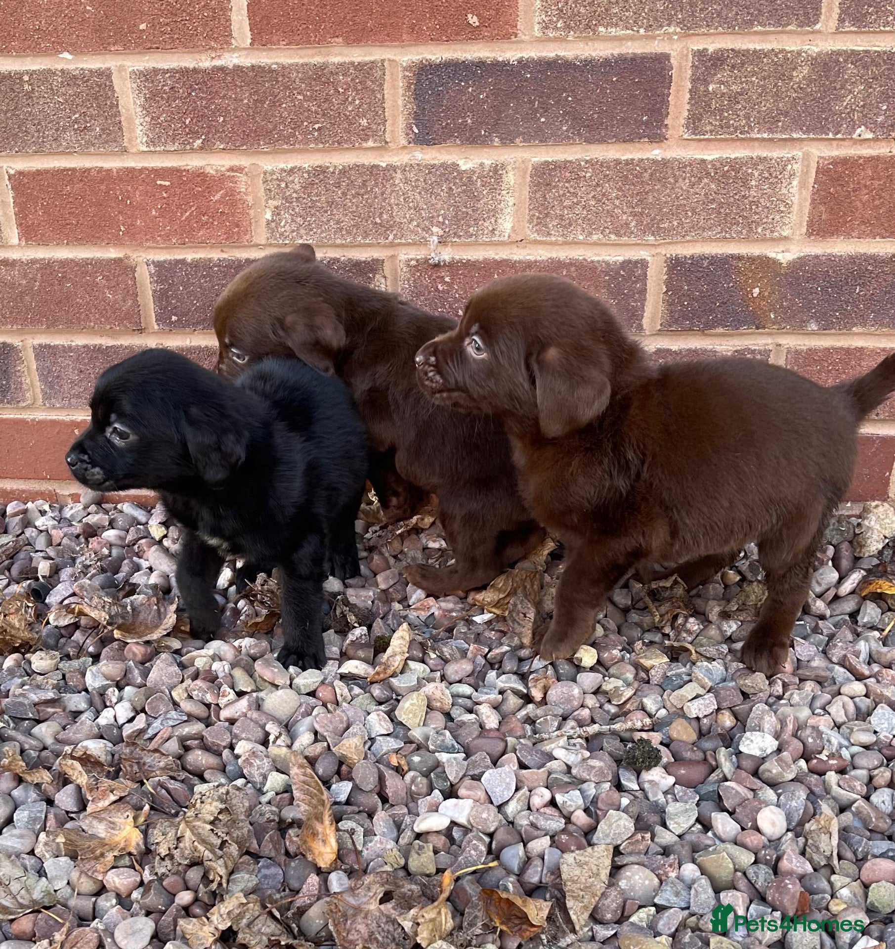 Labrador Retriever dogs Gorgeous Labrador pups - Advert 1