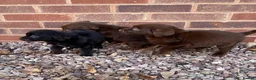 Labrador Retriever dogs for sale: Gorgeous Labrador pups - Advert 3