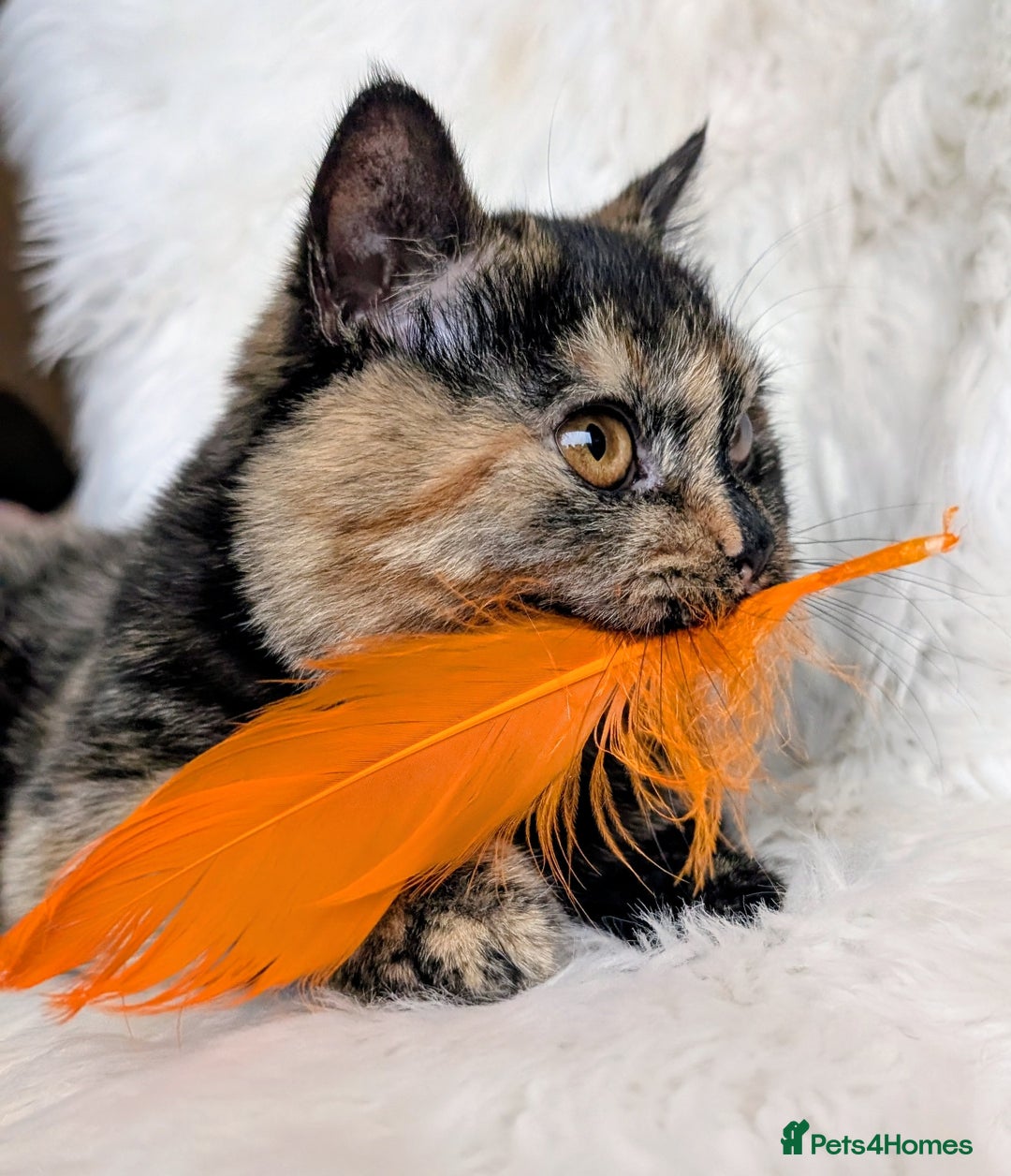 British Shorthair cats for sale: Gorgeous British shorthair  - Image 6