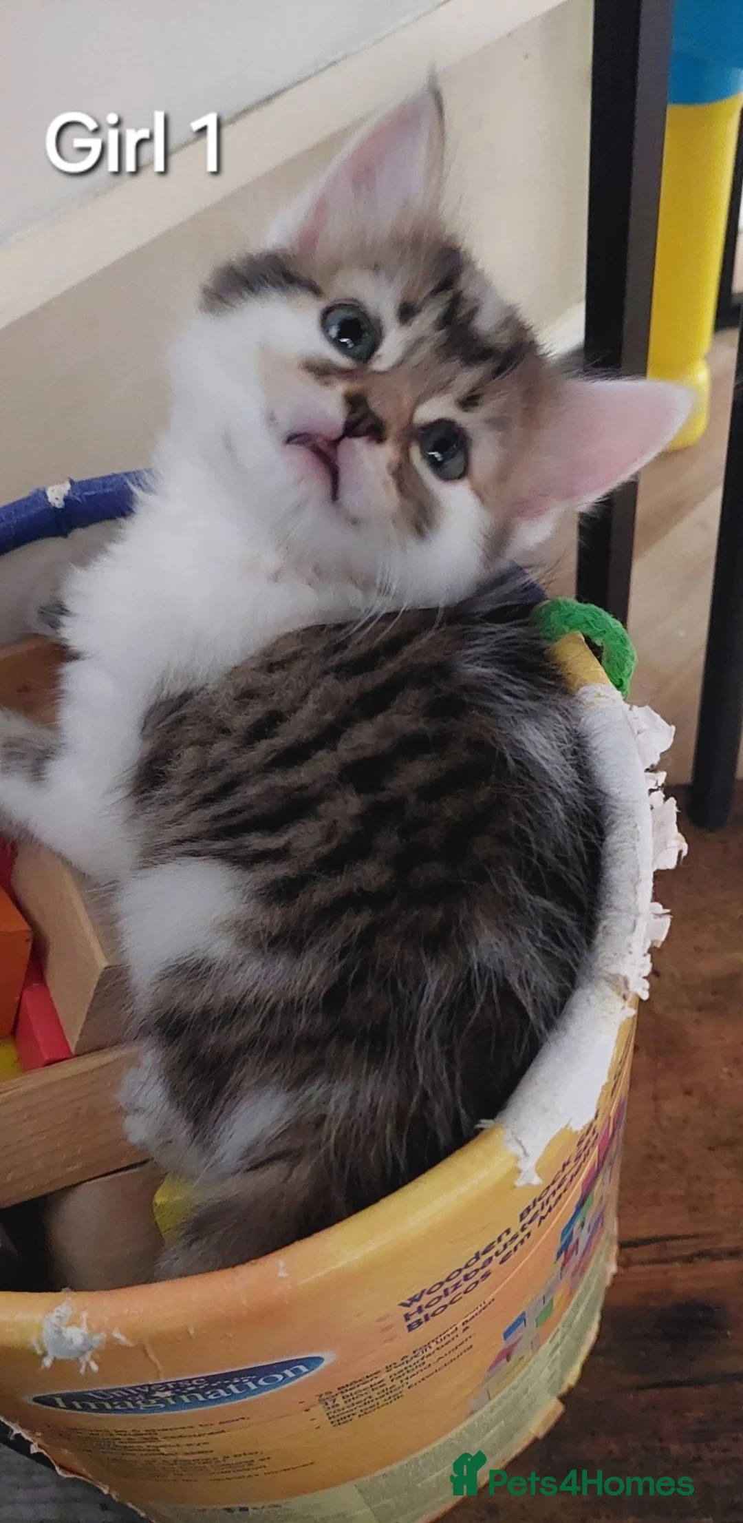 Mixed Breed cats for sale: 4 kittens  - Advert 24