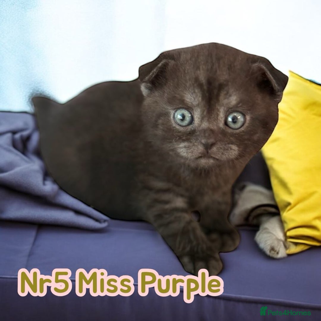 Scottish Fold cats for sale: 5 Full Pedigree Scottish Fold/Straight Kitens - Image 30