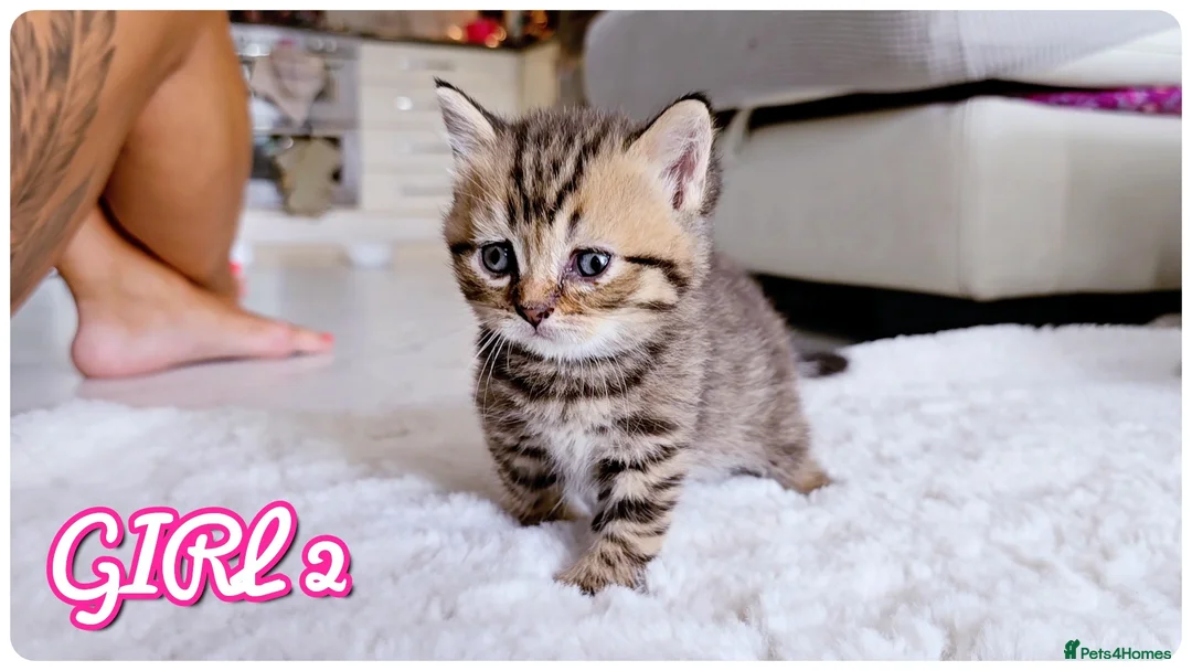 British Shorthair cats for sale: Beautiful British Shorthair Kittens – Home Raised - Advert 21