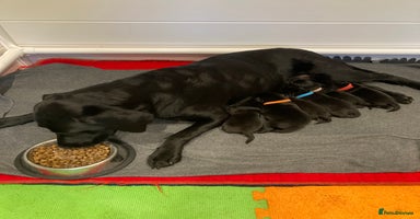 Labrador Retriever dogs - Advert 1