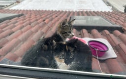 Domestic Shorthair cats for sale: Abandoned kittens and mother cat - Image 4