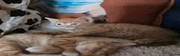 Mixed Breed cats for sale: Beautiful ginger kittens  - Advert 17