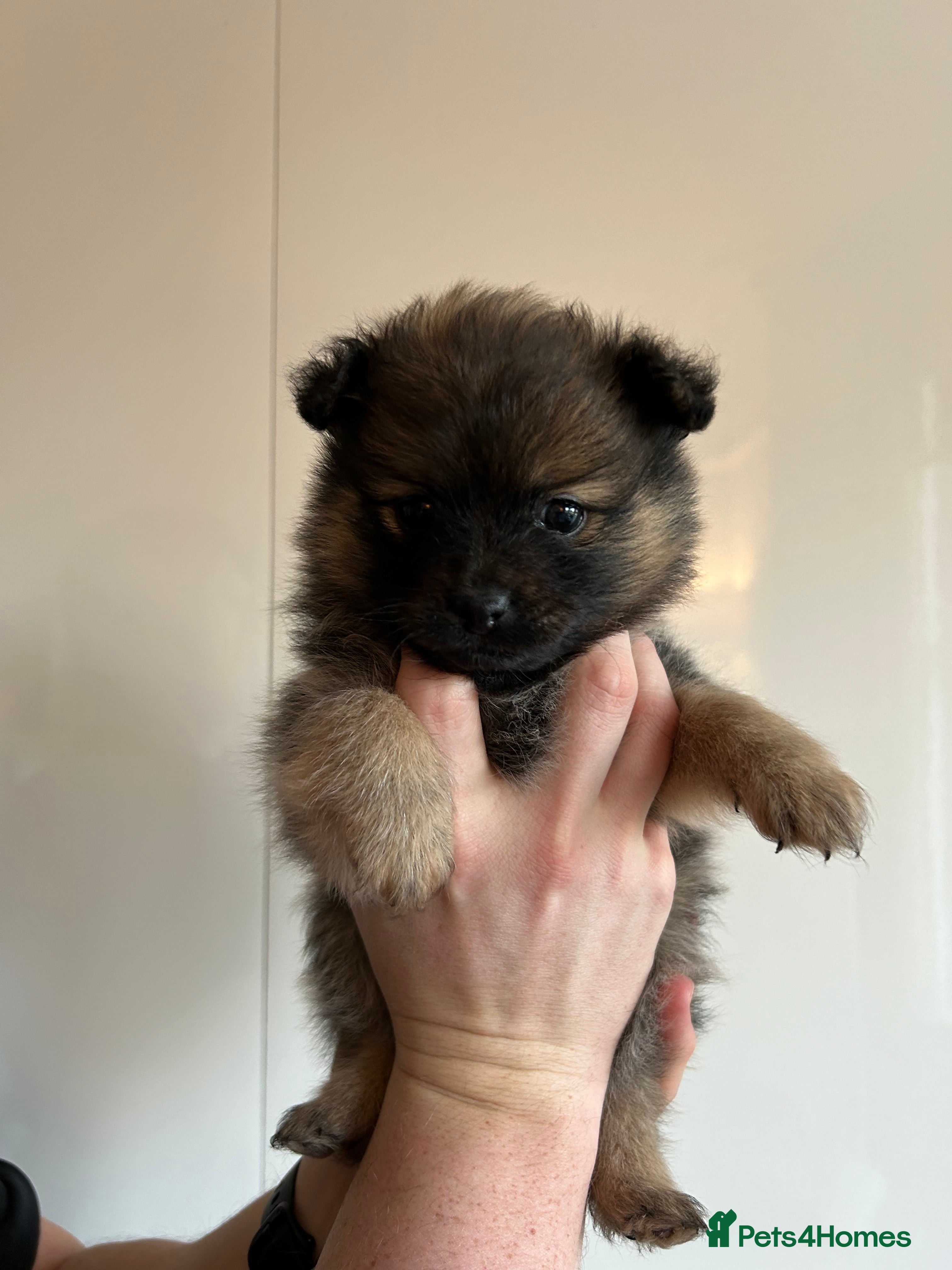 pomeranian dogs pomeranian anxiety