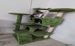 Domestic Shorthair cats for sale: 3 boys, 1 girl kittens  - Image 34