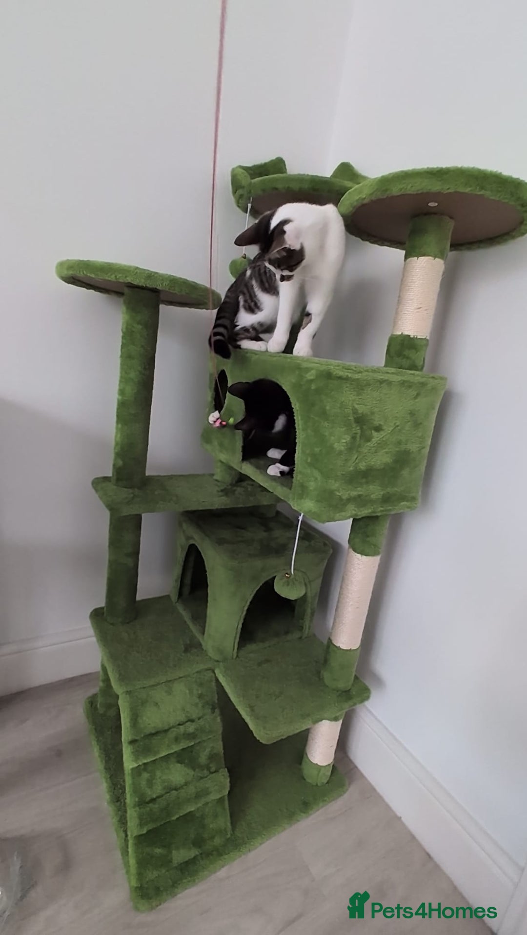 Domestic Shorthair cats for sale: 3 boys, 1 girl kittens  - Image 34