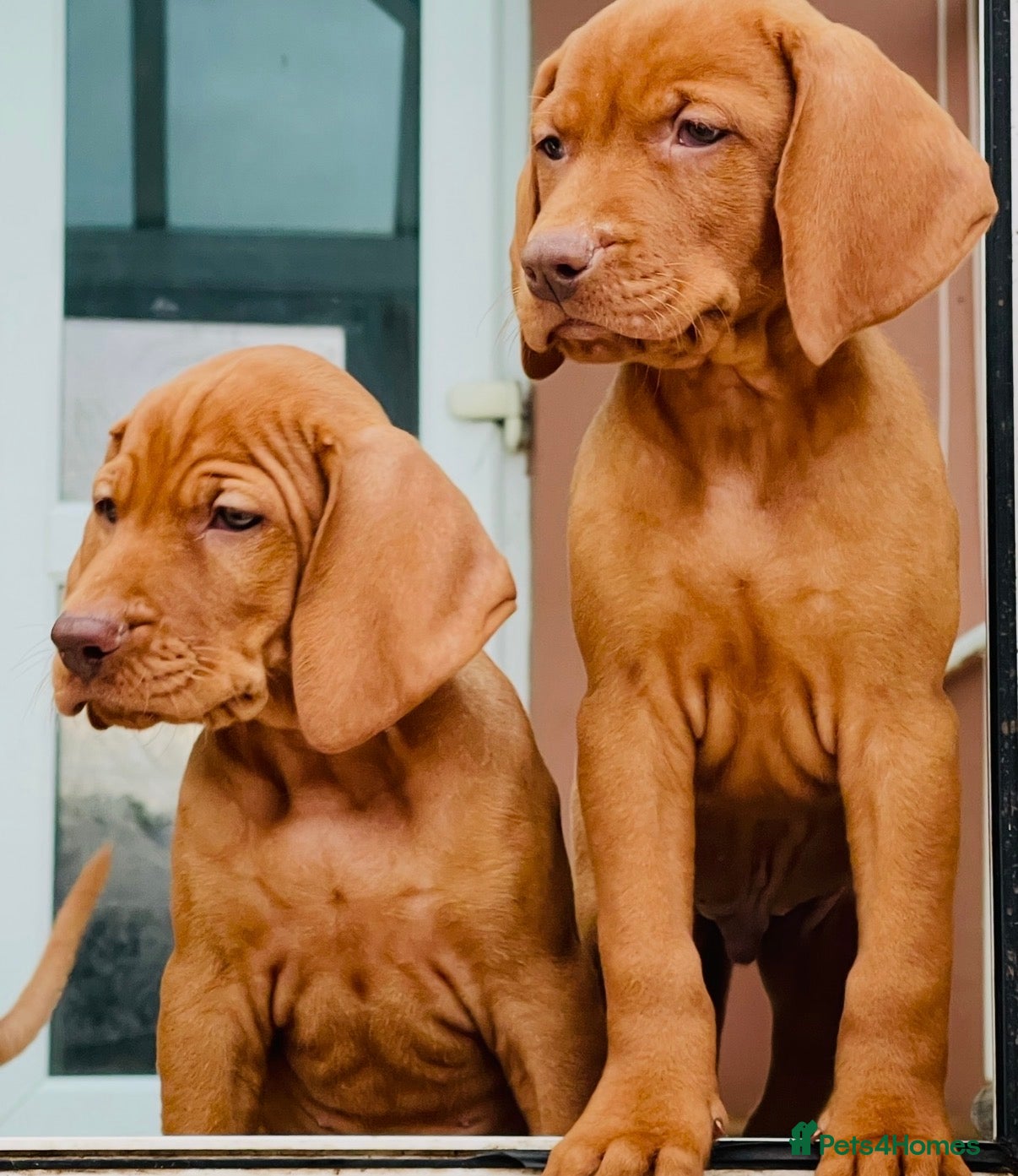 Hungarian Vizsla dogs Premium Male Hungarian Vizsla Puppies  - Advert 2
