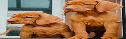 Hungarian Vizsla dogs for sale: Premium Male Hungarian Vizsla Puppies  - Advert 4