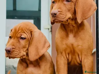 Hungarian Vizsla dogs Premium Male Hungarian Vizsla Puppies - Advert 2