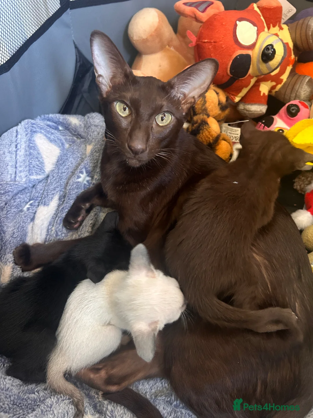 Siamese cats for sale: Beautiful kittens  - Advert 2