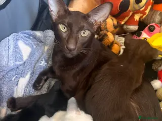 Siamese cats Beautiful kittens - Advert 1