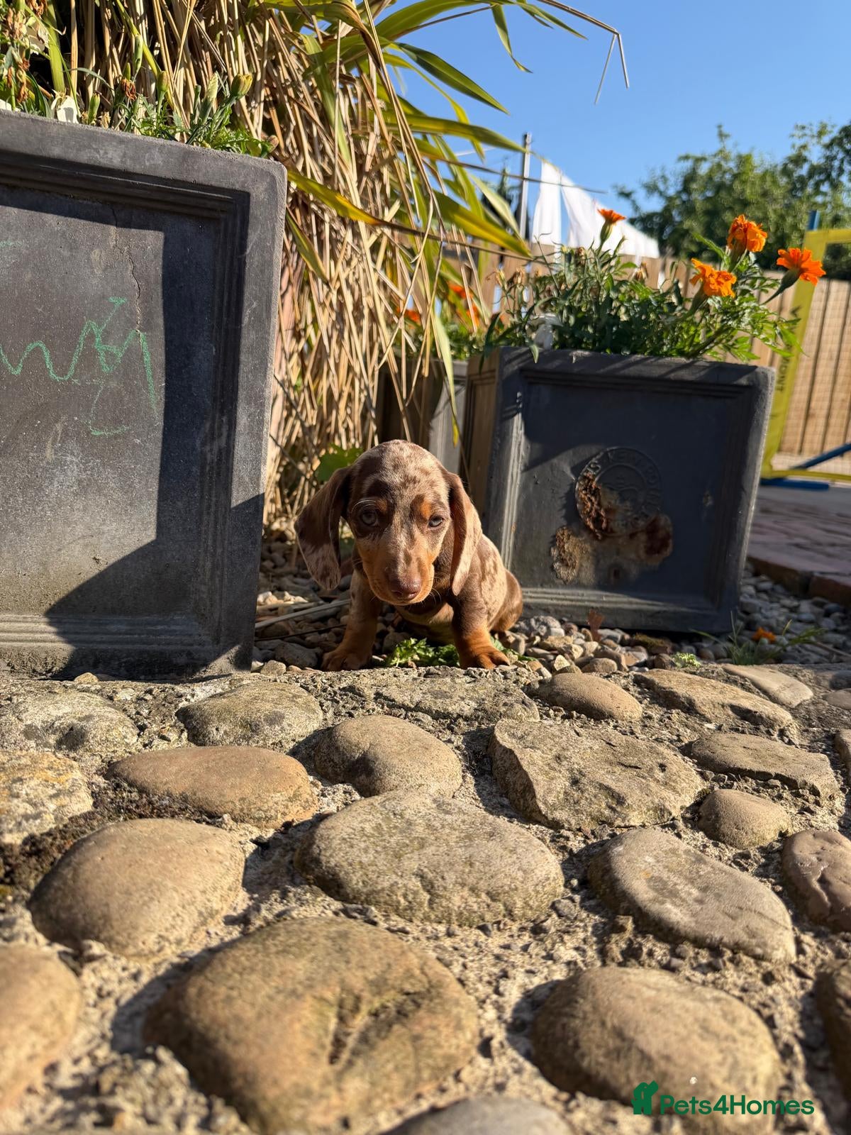 Miniature Dachshund dogs KC Reg Health Tested Miniature Daschaund  - Advert 2