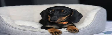 Miniature Dachshund 7