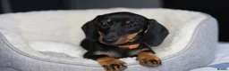 Miniature Dachshund dogs for sale: KC Miniature Dachshund puppies  - Advert 27