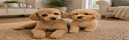 Toy Poodle dogs for sale: Toy Poodle Puppy (Male) (Golden) - Advert 2