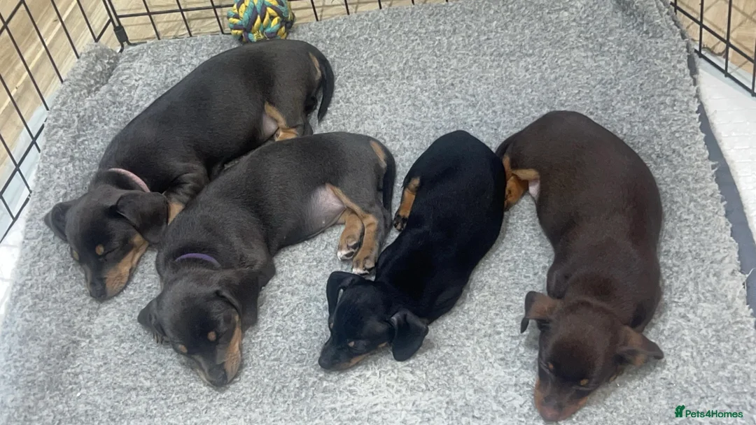 Chiweenie dogs for sale: Miniature Dachshund x Chihuahua  - Advert 13