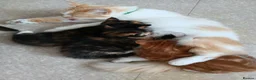 Mixed Breed cats for sale: 3 gorgeous kittens ginger and calico - Advert 2