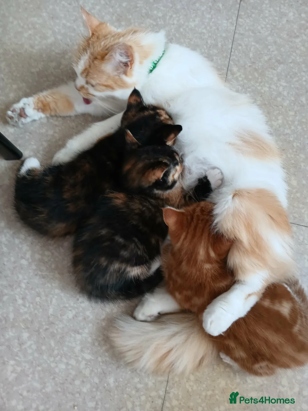 Mixed Breed cats for sale: 3 gorgeous kittens ginger and calico - Advert 2
