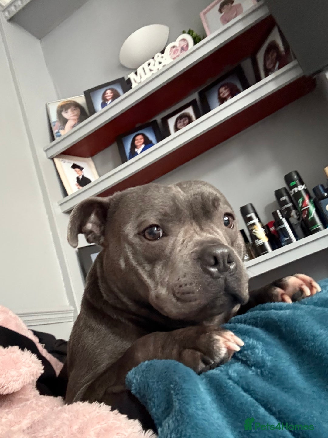 Staffordshire Bull Terrier dogs for sale: Staffordshire bull terrier  - Advert 4