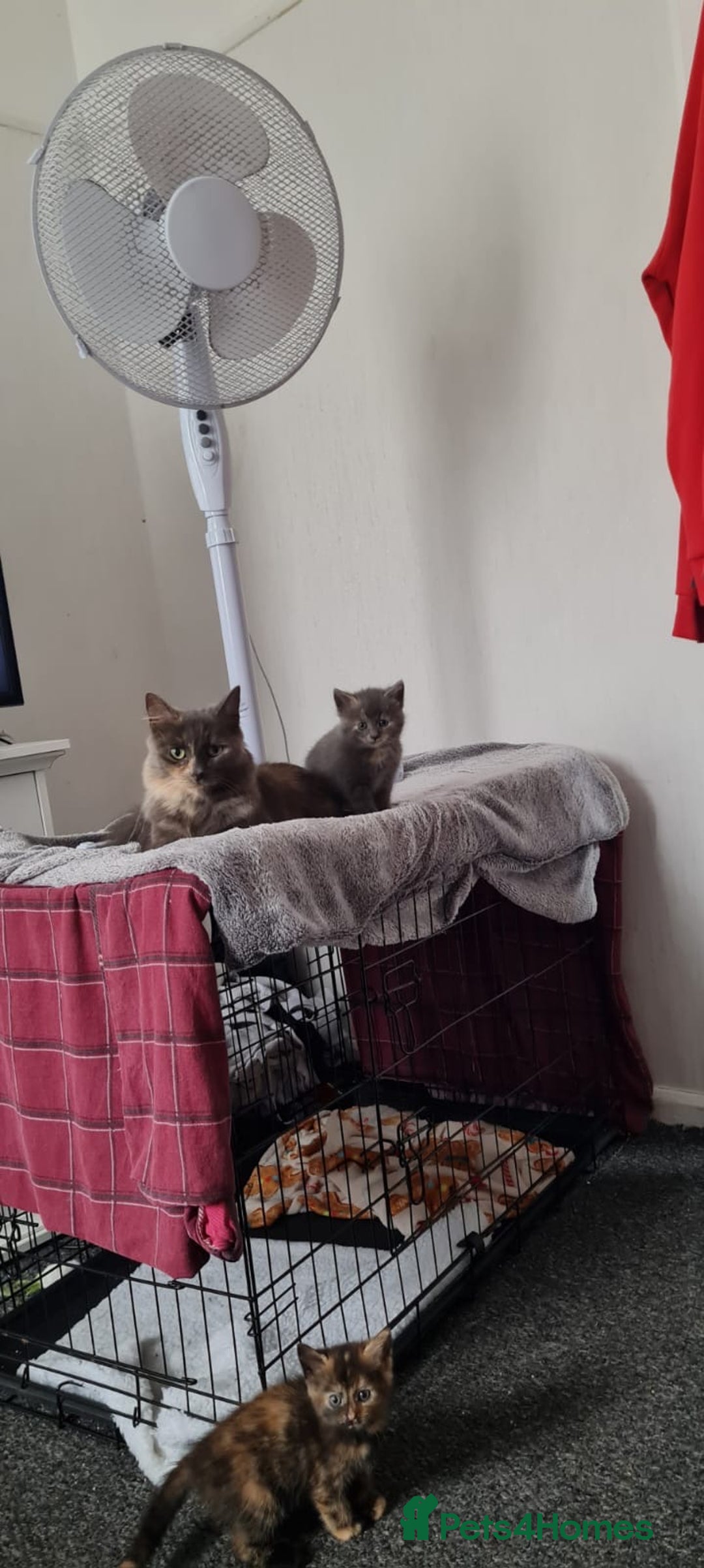 Russian Blue cats for sale: Russian blue mix  - Image 6