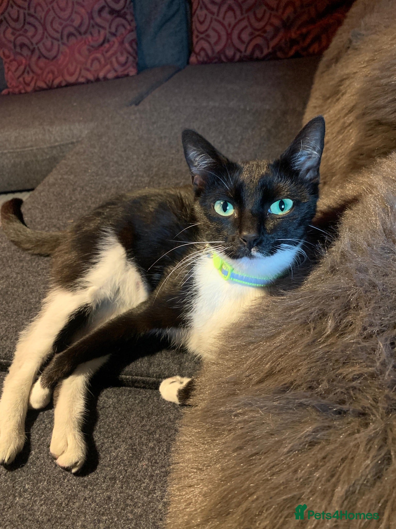 Domestic Shorthair cats Gentle and affectionate green-eyed female kitten  - Advert 9