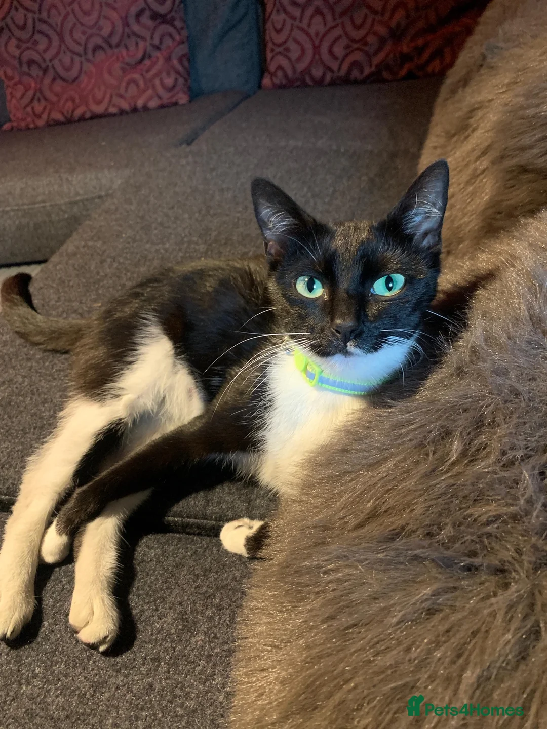 Domestic Shorthair cats for sale: Gentle and affectionate green-eyed female kitten  - Advert 1