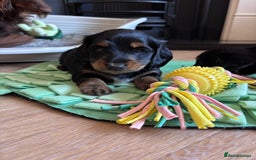 Miniature Dachshund dogs for sale: 🌿🌸🌳KC LONGHAIR MINI DACHSHUND PUPS🌳🌸🌿 - Image 19