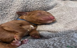 Cockapoo dogs for sale: STUNNING FOX RED WITH WHITE MARKINGS HEALTH TESTED - Image 8