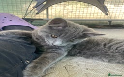 Domestic Shorthair cats for sale: Last 2 kittens available.  - Image 11