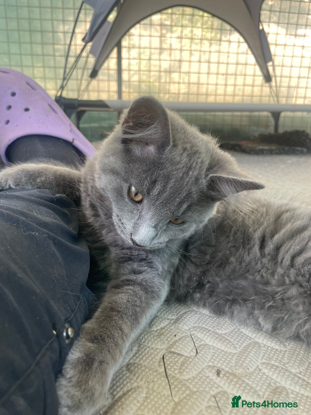 Domestic Shorthair cats for sale: Last 2 kittens available.  - Image 11