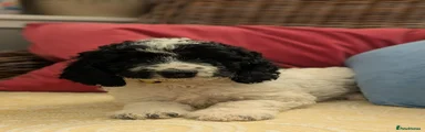 Cockapoo 3