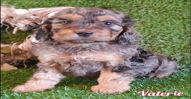 Cockapoo dogs Stunning F1 Cockapoos Available - Advert 2