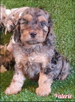 Cockapoo dogs Stunning F1 Cockapoos Available - Advert 2