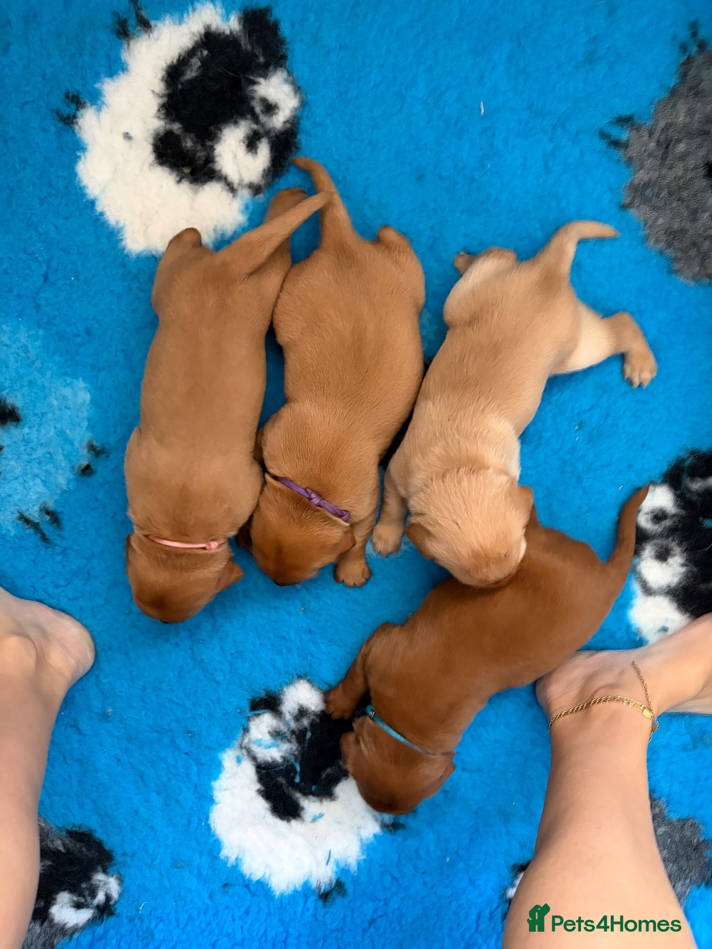 Labrador Retriever dogs 🐶 KC REGISTERED LABRADOR PUPPIES DUE SOON 🐶 - Advert 2